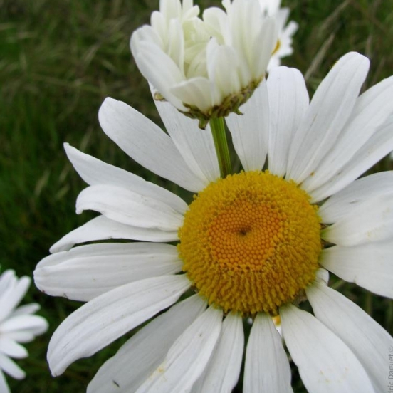 Marguerite (Leucanthemum vulgare)