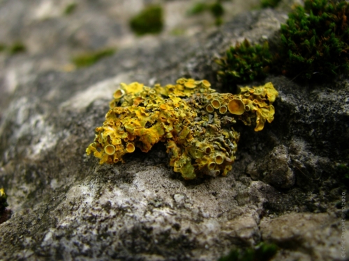 Lichens et champignons