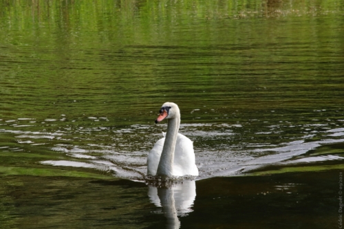 Cygne tuberculé