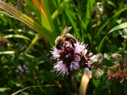 Abeille domestique (Apis mellifera)