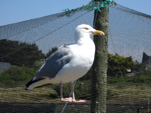 Goéland argenté (Larus argentatus)