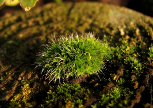 Grimmie pulvinée (Grimmia pulvinata)