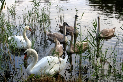 Cygne tuberculé, famille