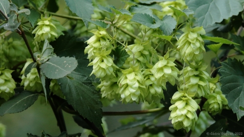 Houblon