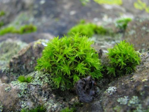 Bryophytes