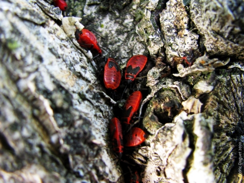 gendarme insecte juvénile pyrrhocoris apterus