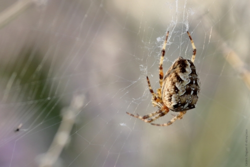 Épeire diadème Araneus diadematus