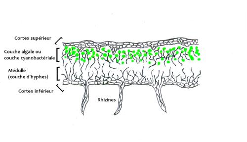 anatomie lichen