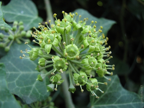 Fleurs de lierre grimpant