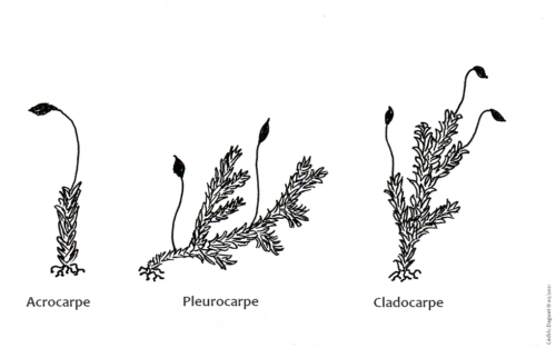 Catégories bryophytes