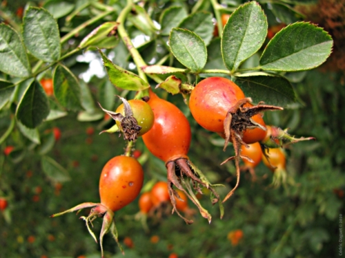 Cynorhodons de Rosier des haies (Rosa canina)