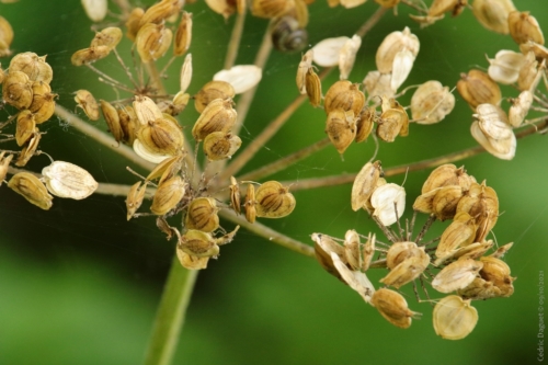 Berce commune (Heracleum sphondylium)