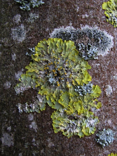 lichens sur un tronc