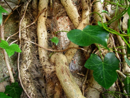 Lierre  grimpant (Hedera helix), rameaux