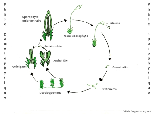 Reproduction bryophyte