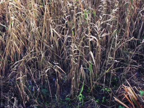 Roseau commun Phragmites australis