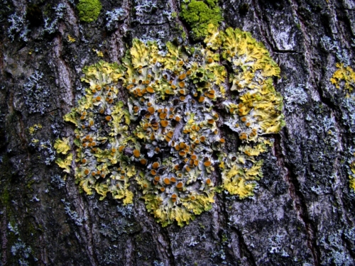 Xanthoria parietina