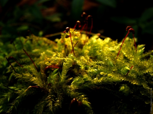 Brachytécie à soie raide (Brachythecium rutabulum)