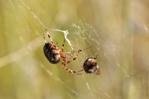 Épeire diadème Araneus diadematus proie