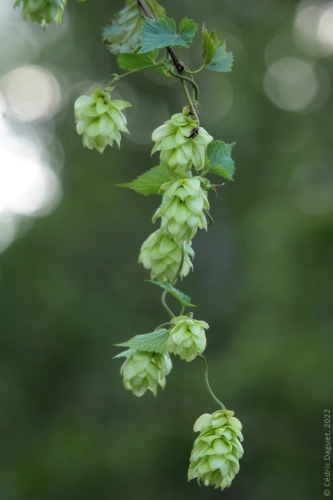 Cônes houblon