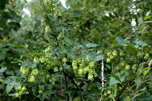 Houblon Humulus lupulus