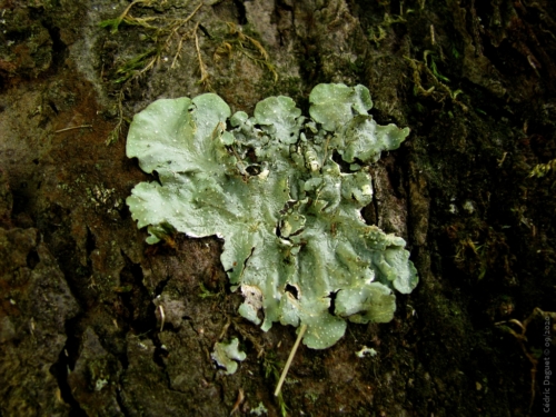 lichen foliacé