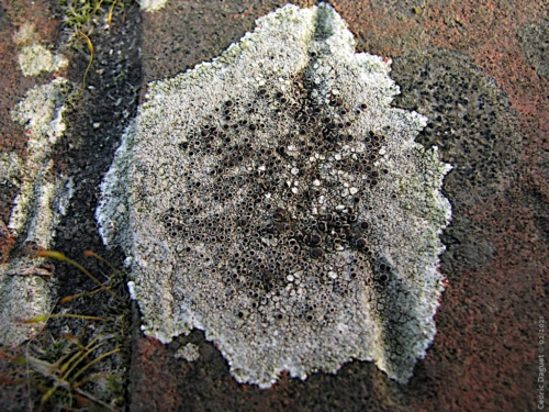 lichen saxicole