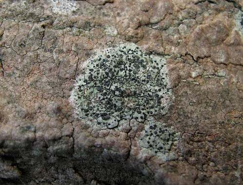 Lichen crustacé