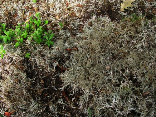 Cladonia ciliata