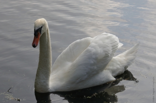 Cygne tuberculé Cygnus olor