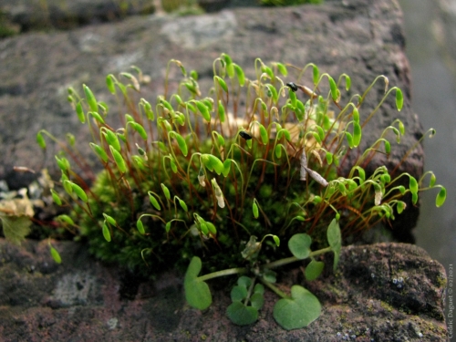 Bryum capillare