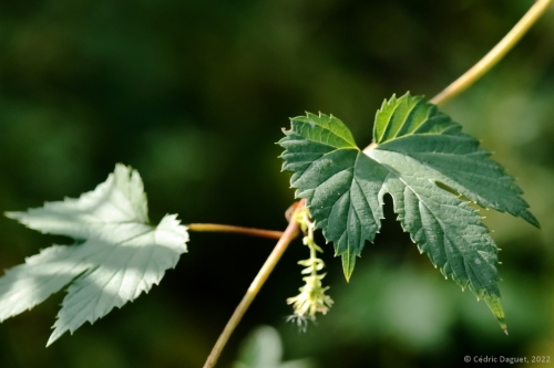 Houblon feuille