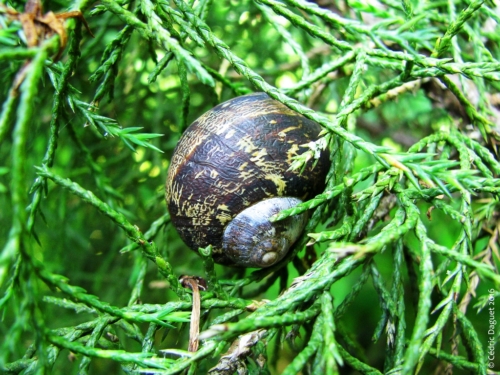 escargot hélice des bois arianta arbustorum