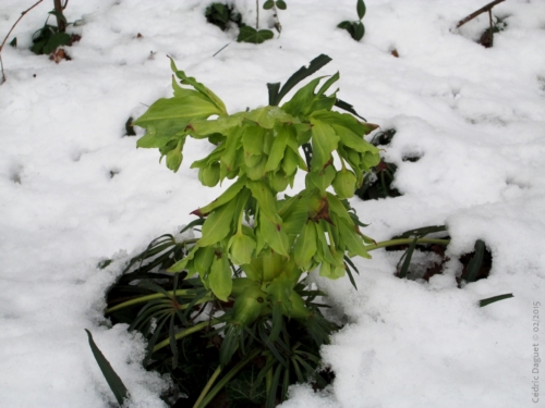 Hellébore fétide Helleborus foetidus