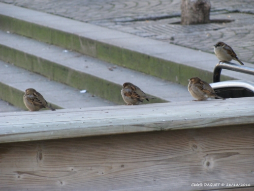 Moineau domestique (Passer domesticus)