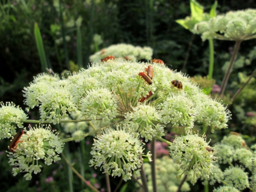 Coccinelle asiatique (Harmonia axyridis) et Téléphore fauve (Rhagonycha fulva) sur fleur de Berce commune (Heracleum sphondylium)