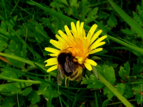 Bourdon (Bombus sp) sur fleur de pissenlit.