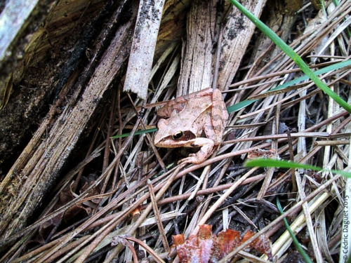 grenouille agile rana dalmatina