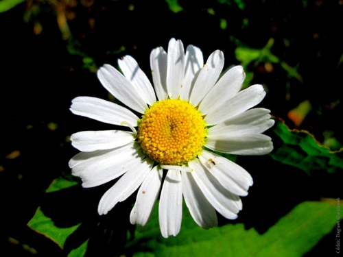 fleur pâquerette