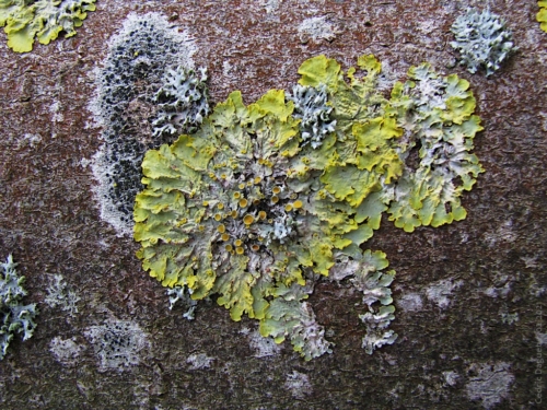 lichen corticole