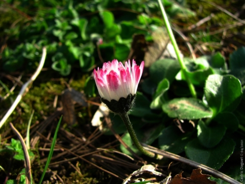 bouton pâquerette