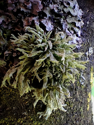 lichen fruticuleux