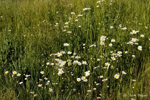 marguerites