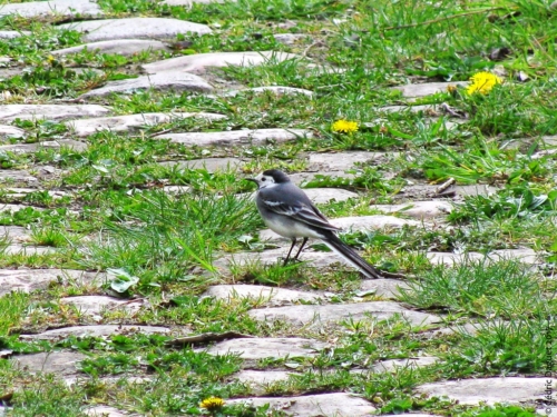 bergeronnette grise motacilla alba