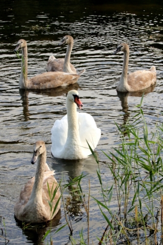 Cygne tuberculé, femelle et juvéniles