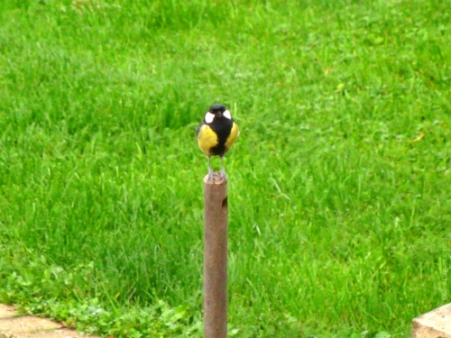 mésange charbonnière