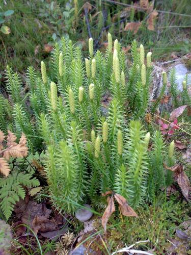 Lycopodium annotinum