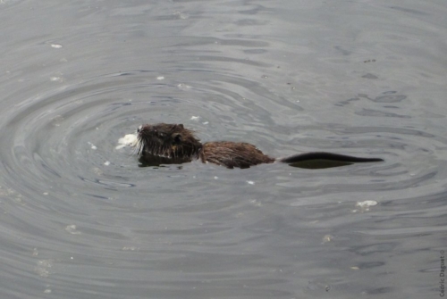 Ragondin (Myocastor coypus)