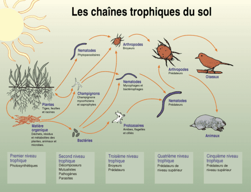 réseau trophique