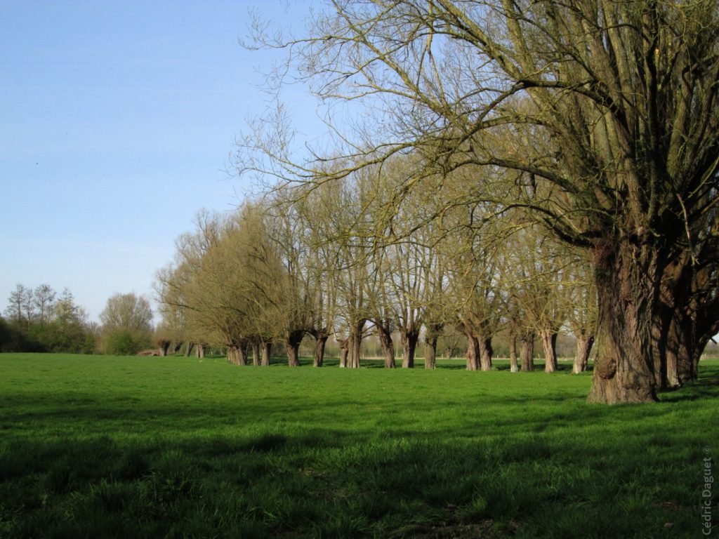 bocage